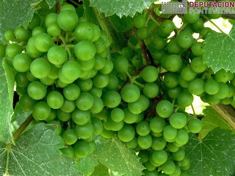 07xuño17_Tamaño da uva en parcela Vide.jpg